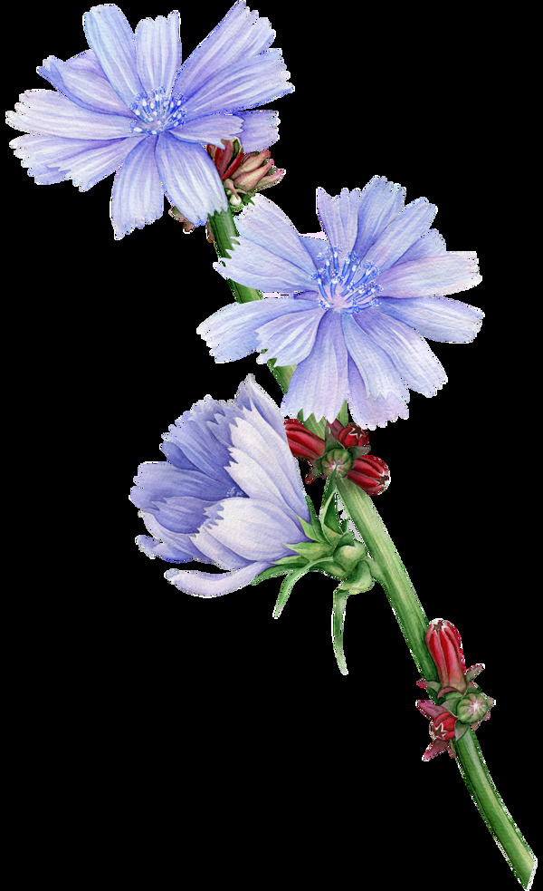 水彩蓝色鲜花png素材合集