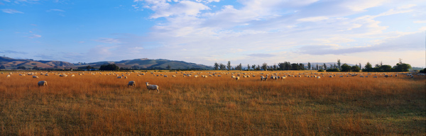 牧场宽幅风景图片