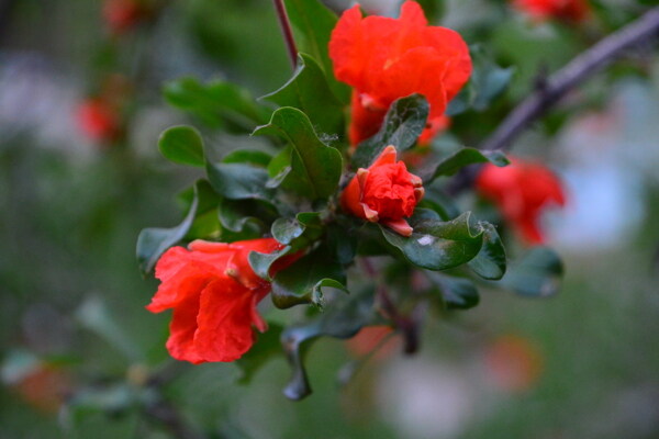 石榴花