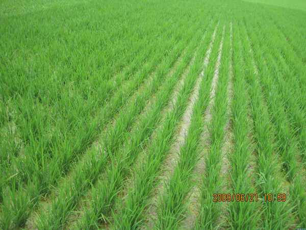 高清水稻田图片