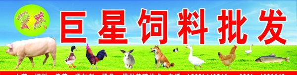 家禽家畜圖片