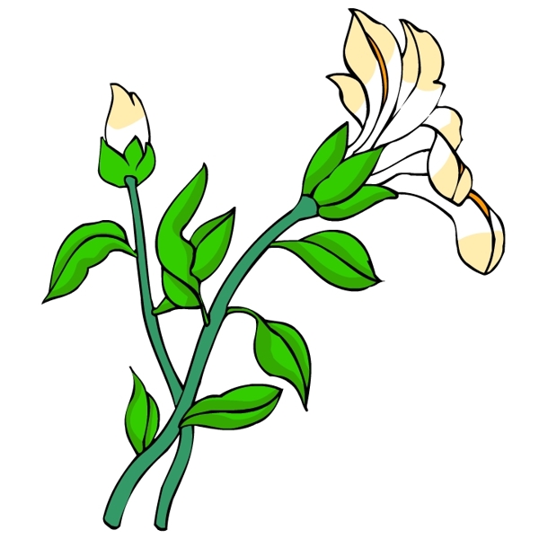 花卉古典插畫(huà)