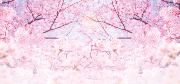 浪漫粉色花朵banner背景素材