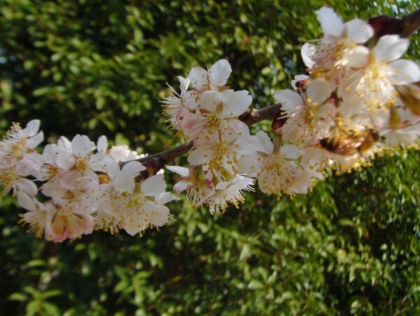 櫻桃花圖片