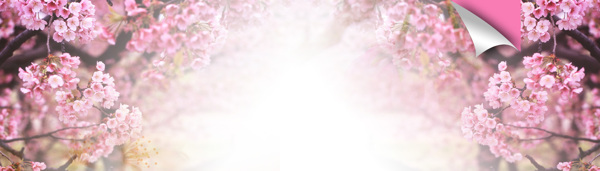 淘寶女鞋唯美背景banner