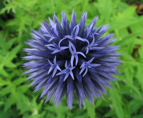 位圖寫實(shí)花卉植物花朵野花免費(fèi)素材