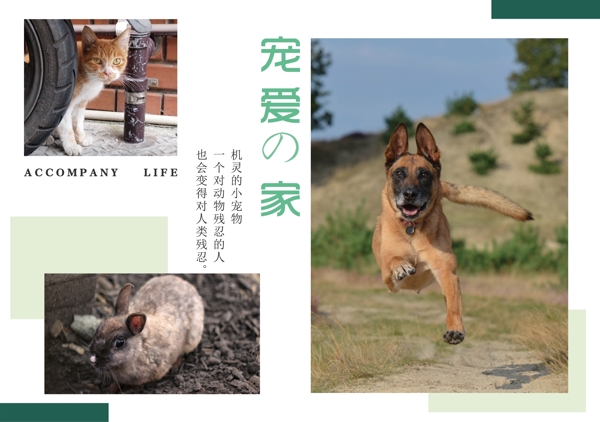 宠物动物简约小清新画册设计