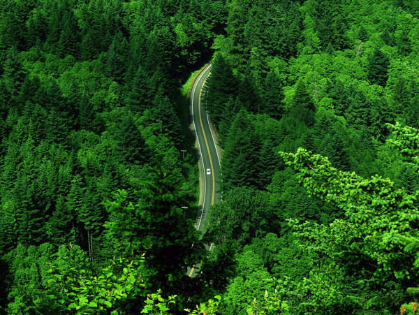 绿色山林图片