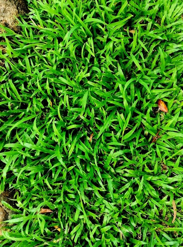 草地