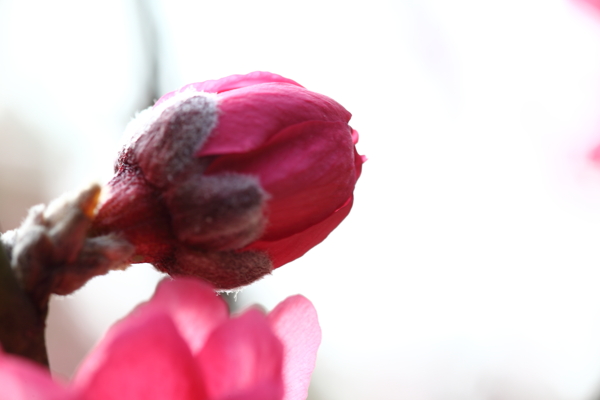 花蕾圖片