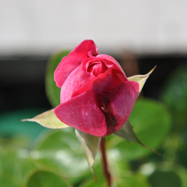位圖植物攝影寫實(shí)花卉花朵玫瑰免費(fèi)素材