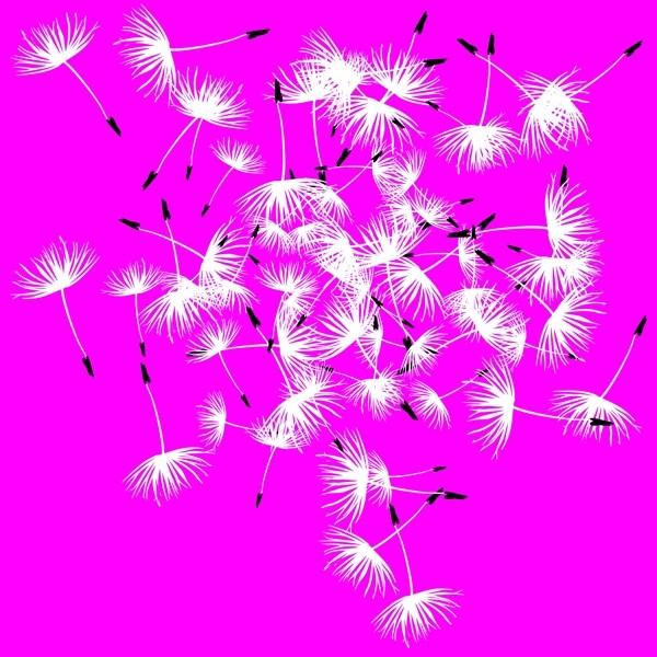 蒲公英