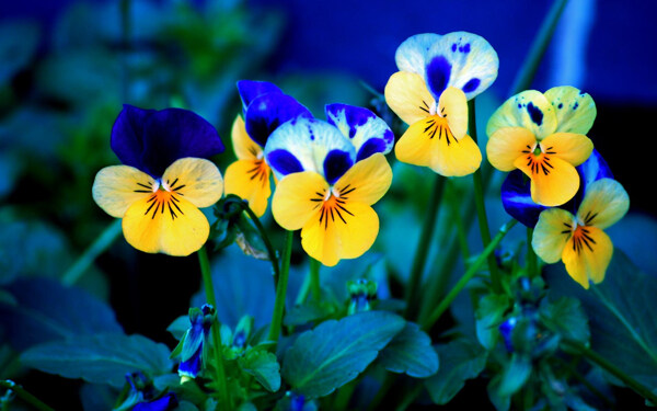 位图植物图案写实花卉花朵蝴蝶兰免费素材