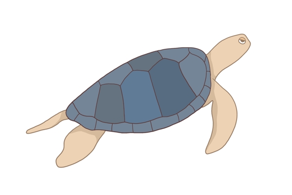海洋动物海龟乌龟