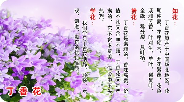 丁香花花語贊花知圖片