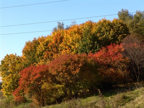 秋天美丽枫树林背景图片