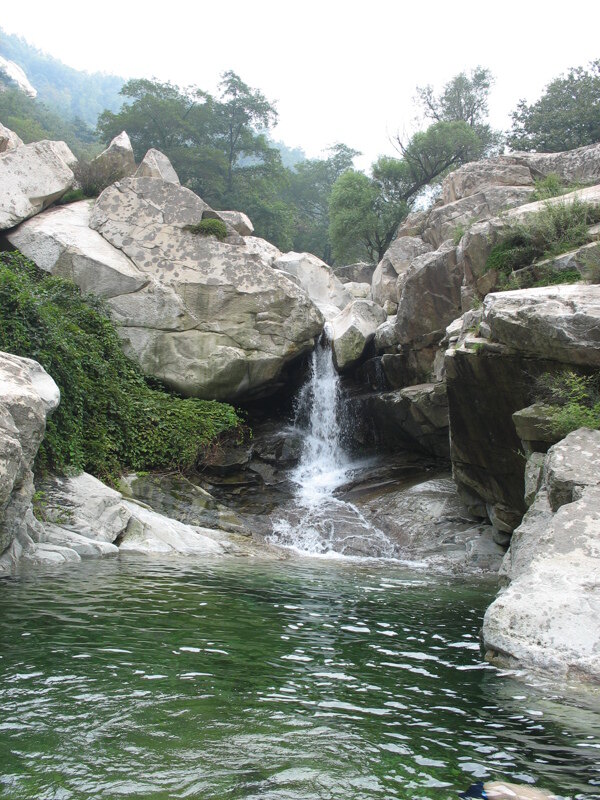 樹植物水風(fēng)景
