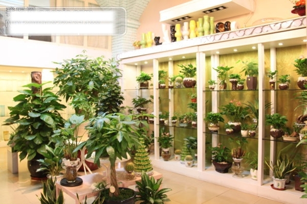 花園攝影圖