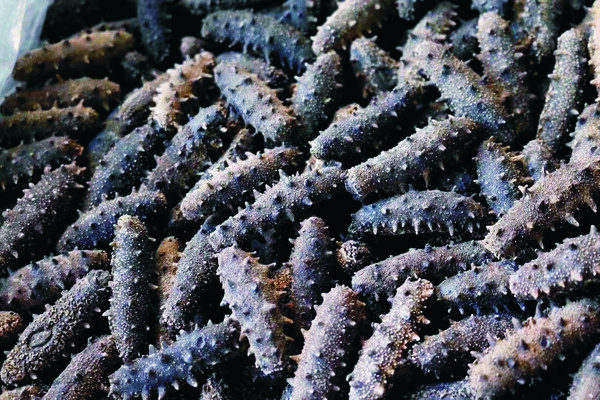 海參