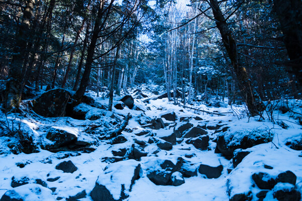 自然生态雪地森林背景海报素材图片