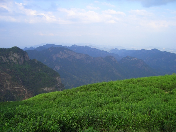 茶山圖片