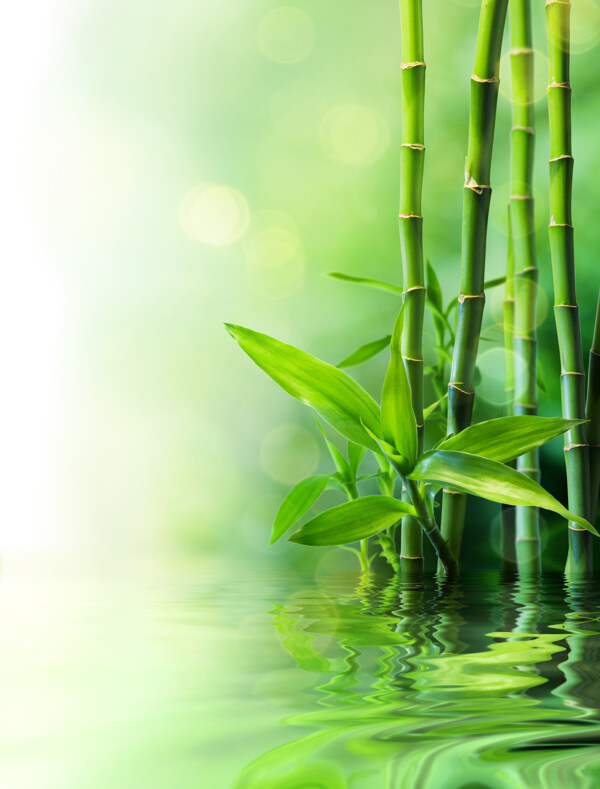 竹子水波图片
