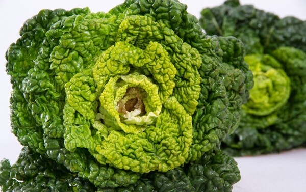 烏菜圖片