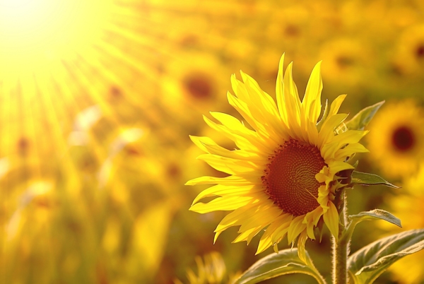 阳光与向日葵鲜花背景图片