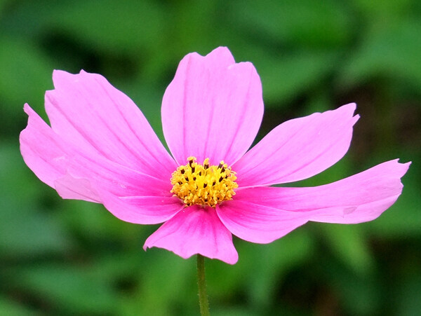 位圖植物攝影寫實(shí)花卉花朵數(shù)碼照片免費(fèi)素材