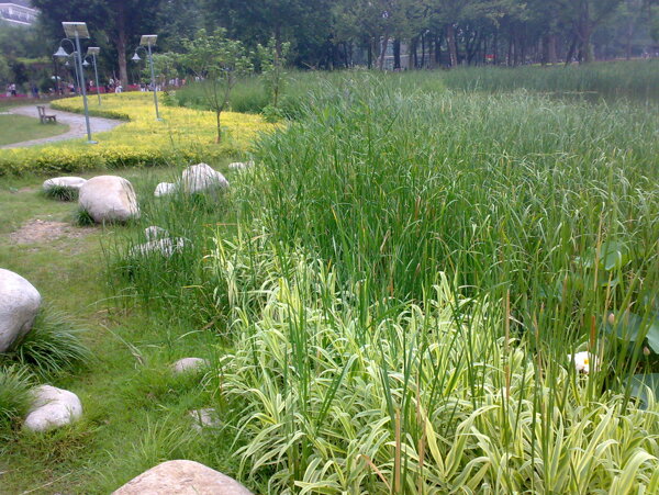 绿色湿地公园风景图片