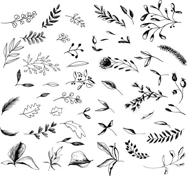 黑白素描花卉植物