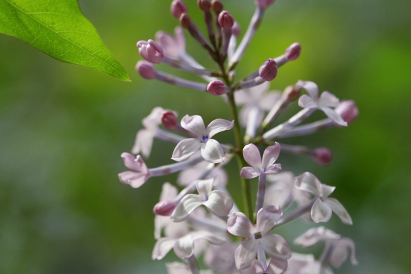 丁香花