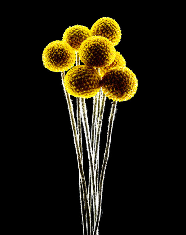 位图植物花朵写实花卉超高清免费素材