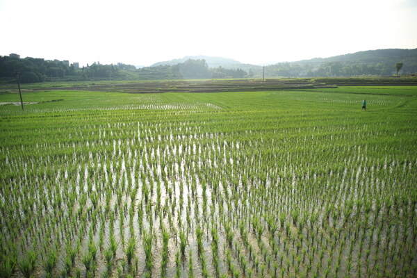 山水稻田