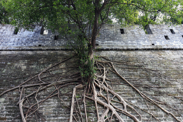 古城墙上的树根