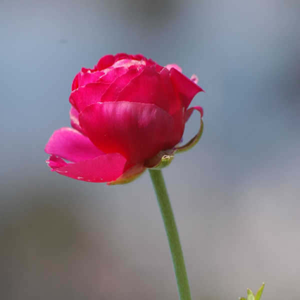 位圖植物攝影寫實(shí)花卉花朵數(shù)碼照片免費(fèi)素材