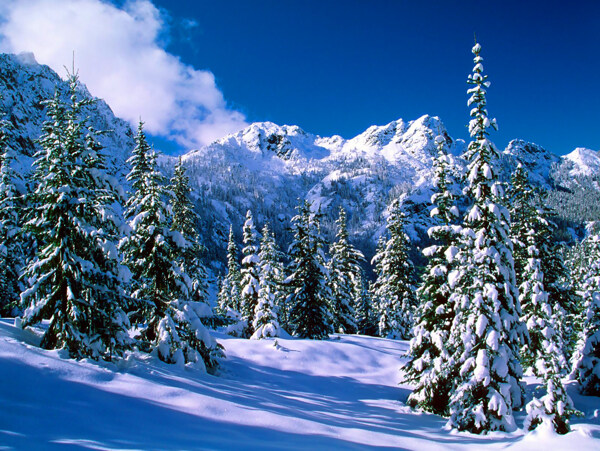 林海雪原