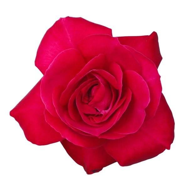 精美红色玫瑰花设计素材画面