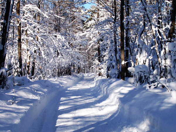 冬季原野大雪图片
