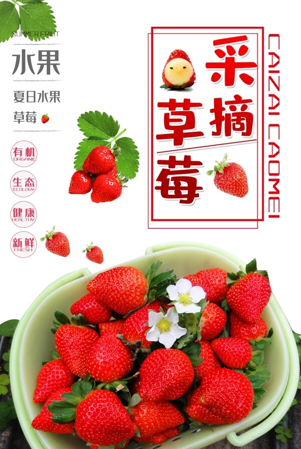 草莓采摘海报