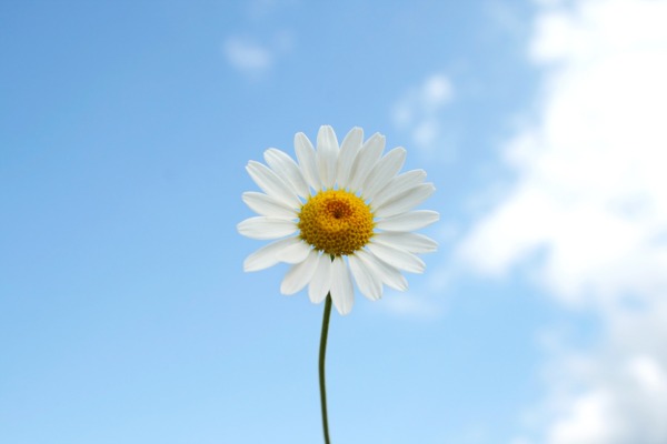 在一場(chǎng)甘菊