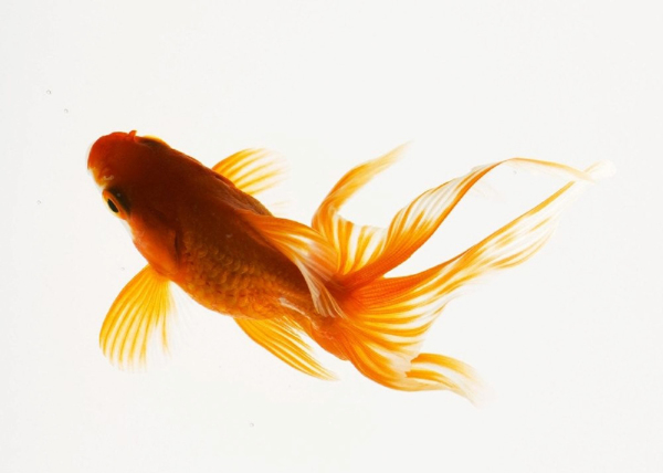 金魚標(biāo)志圖案素材