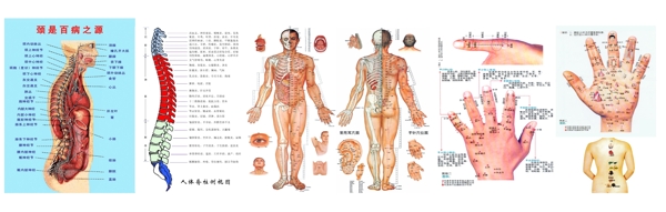 人体经络骨骼图片