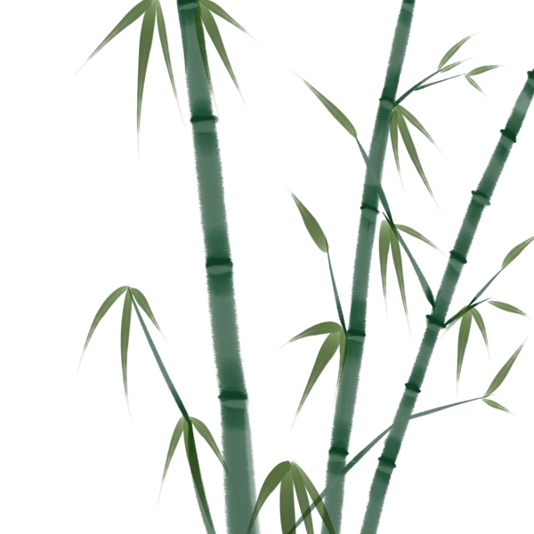 手绘中国风植物竹子插画