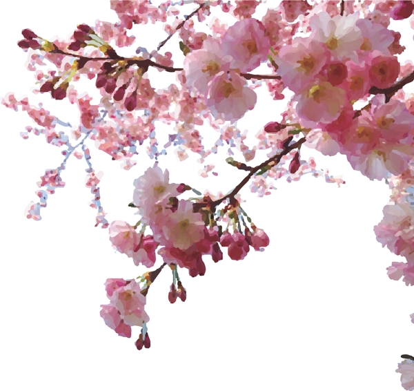櫻花
