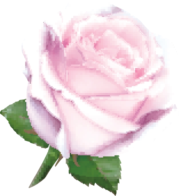 粉色玫瑰花元素