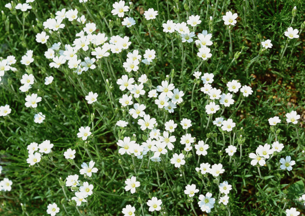 植物鮮花素材