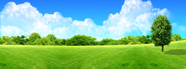 樹林森里清新背景banner