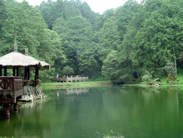 樹植物水風(fēng)景