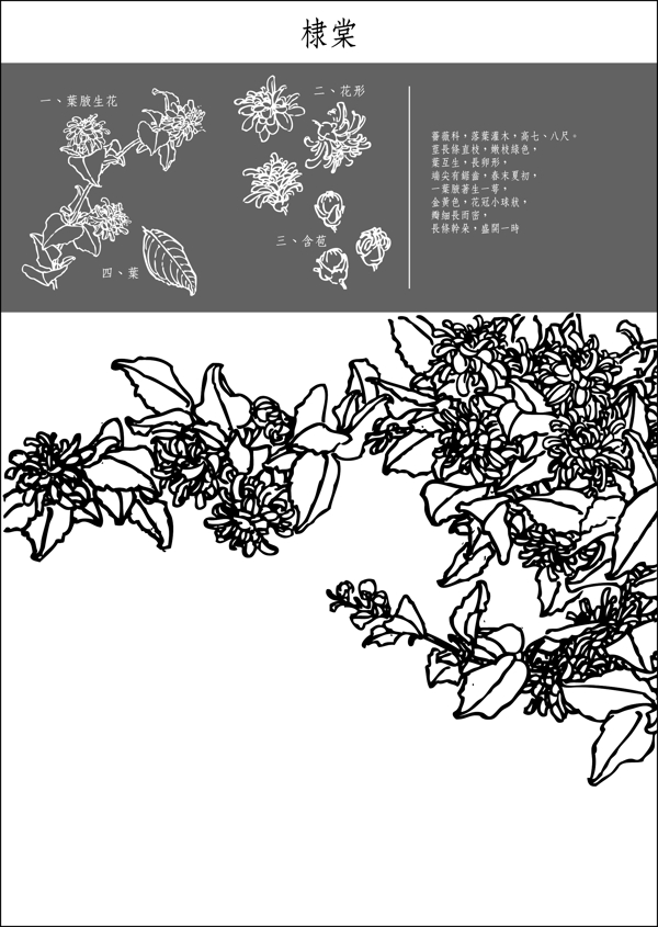 矢量白描祿堂花
